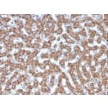 Immunohistochemistry - Anti-Prohibitin Antibody [PHB/3226] - BSA and Azide free (A252808) - Antibodies.com