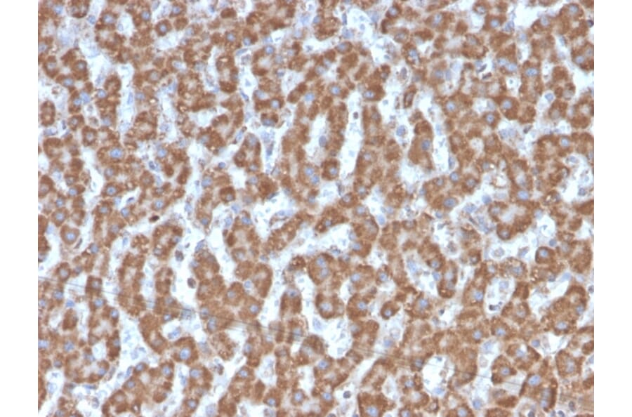 Immunohistochemistry - Anti-Prohibitin Antibody [PHB/3226] - BSA and Azide free (A252808) - Antibodies.com