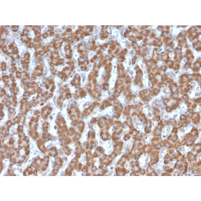 Immunohistochemistry - Anti-Prohibitin Antibody [PHB/3226] - BSA and Azide free (A252808) - Antibodies.com