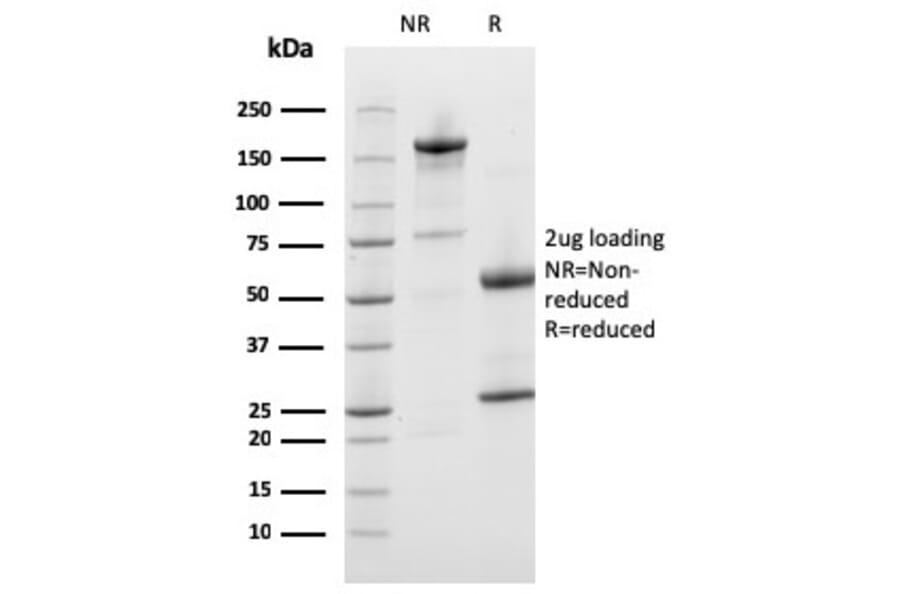 SDS-PAGE - Anti-Prohibitin Antibody [PHB/3226] - BSA and Azide free (A252808) - Antibodies.com