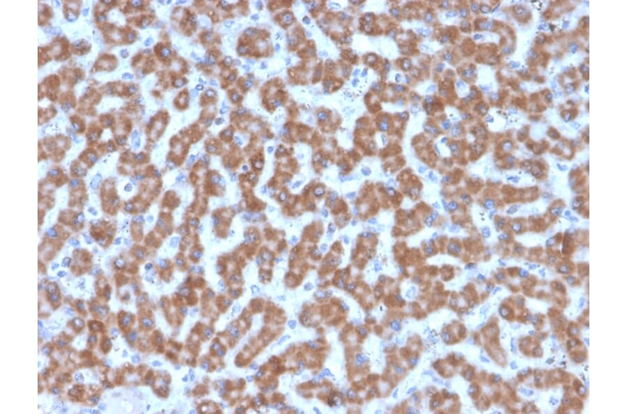 Immunohistochemistry - Anti-Prohibitin Antibody [PHB/3227] - BSA and Azide free (A252809) - Antibodies.com