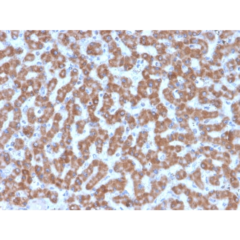 Immunohistochemistry - Anti-Prohibitin Antibody [PHB/3227] - BSA and Azide free (A252809) - Antibodies.com