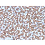 Immunohistochemistry - Anti-Prohibitin Antibody [PHB/3227] - BSA and Azide free (A252809) - Antibodies.com