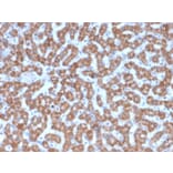 Immunohistochemistry - Anti-Prohibitin Antibody [PHB/3227] - BSA and Azide free (A252809) - Antibodies.com
