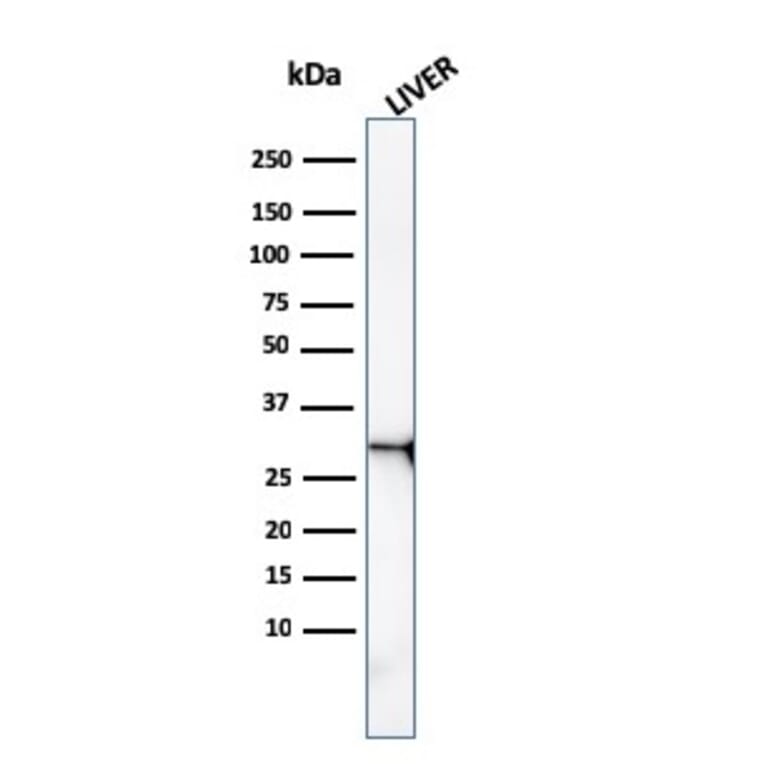 Western Blot - Anti-Prohibitin Antibody [PHB/3227] - BSA and Azide free (A252809) - Antibodies.com