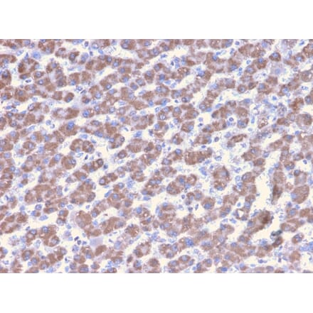 Immunohistochemistry - Anti-Prohibitin Antibody [PHB/3228] - BSA and Azide free (A252810) - Antibodies.com