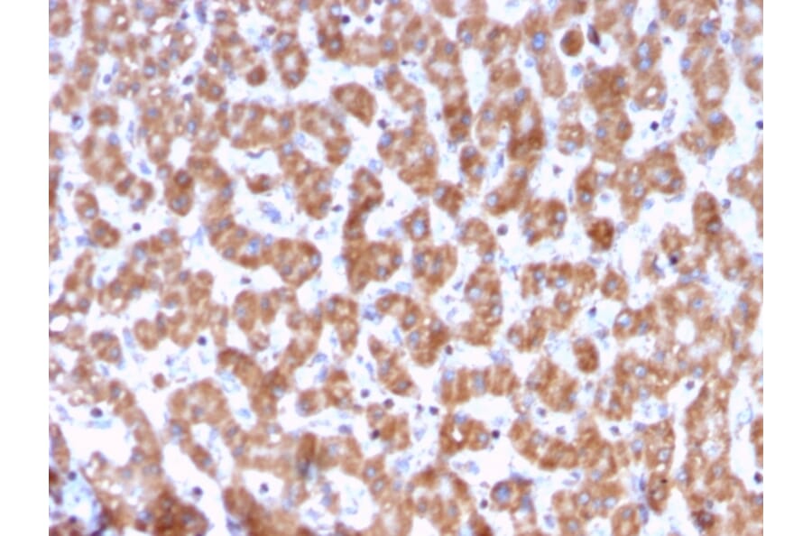 Immunohistochemistry - Anti-Prohibitin Antibody [PHB/3228] - BSA and Azide free (A252810) - Antibodies.com