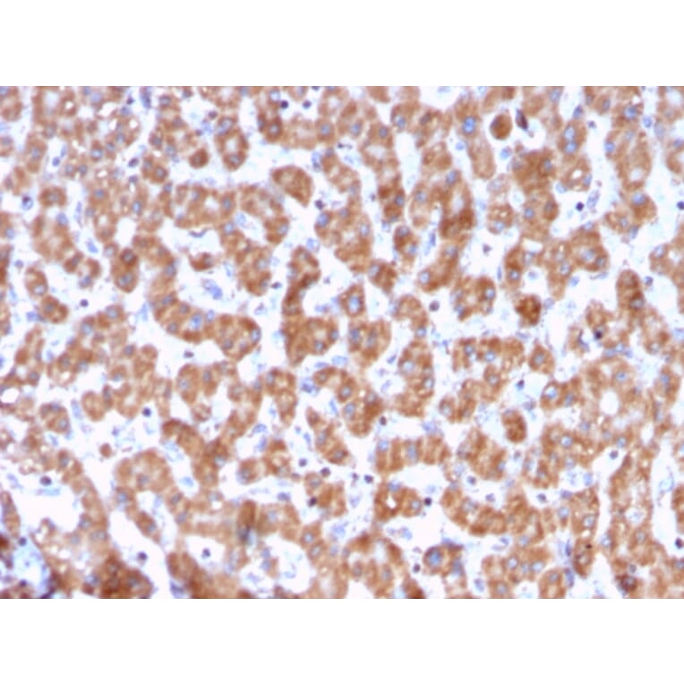 Immunohistochemistry - Anti-Prohibitin Antibody [PHB/3228] - BSA and Azide free (A252810) - Antibodies.com