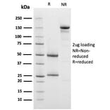 SDS-PAGE - Anti-Prohibitin Antibody [PHB/3228] - BSA and Azide free (A252810) - Antibodies.com