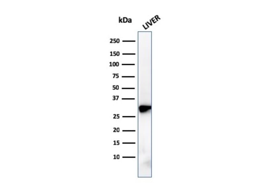 Western Blot - Anti-Prohibitin Antibody [PHB/3228] - BSA and Azide free (A252810) - Antibodies.com