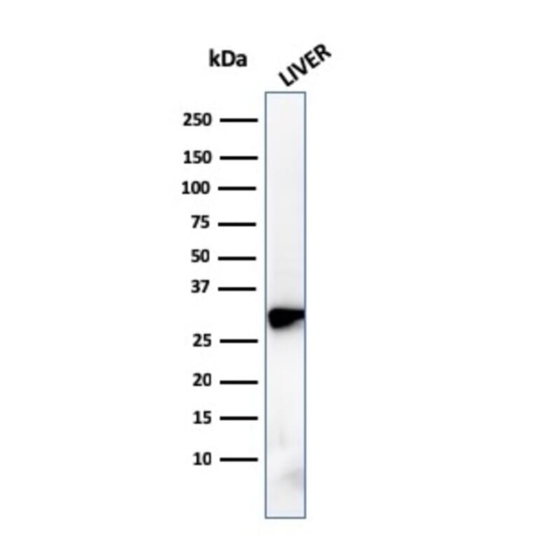 Western Blot - Anti-Prohibitin Antibody [PHB/3228] - BSA and Azide free (A252810) - Antibodies.com