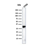 Western Blot - Anti-Prohibitin Antibody [PHB/3228] - BSA and Azide free (A252810) - Antibodies.com