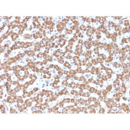 Immunohistochemistry - Anti-Prohibitin Antibody [PHB/3229] - BSA and Azide free (A252811) - Antibodies.com