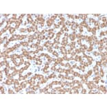 Immunohistochemistry - Anti-Prohibitin Antibody [PHB/3229] - BSA and Azide free (A252811) - Antibodies.com