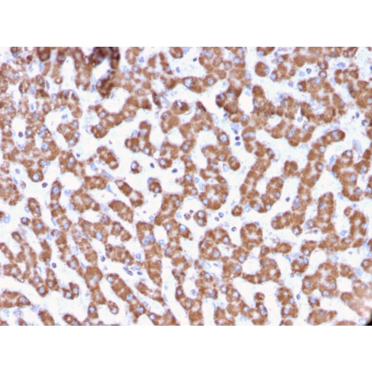 Immunohistochemistry - Anti-Prohibitin Antibody [PHB/3229] - BSA and Azide free (A252811) - Antibodies.com