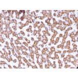Immunohistochemistry - Anti-Prohibitin Antibody [PHB/3229] - BSA and Azide free (A252811) - Antibodies.com