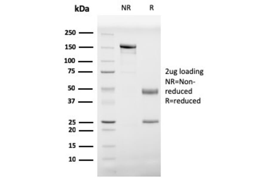 SDS-PAGE - Anti-Prohibitin Antibody [PHB/3229] - BSA and Azide free (A252811) - Antibodies.com