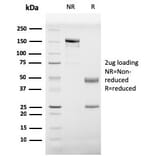 SDS-PAGE - Anti-Prohibitin Antibody [PHB/3229] - BSA and Azide free (A252811) - Antibodies.com
