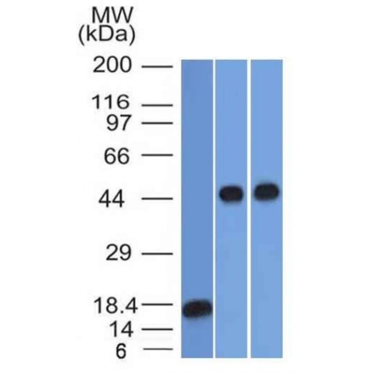 Western Blot - Anti-alpha 1 Antitrypsin Antibody [AAT/1378] - BSA and Azide free (A252812) - Antibodies.com