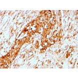 Immunohistochemistry - Anti-alpha 1 Antitrypsin Antibody [AAT/3167R] - BSA and Azide free (A252813) - Antibodies.com