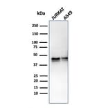 Western Blot - Anti-alpha 1 Antitrypsin Antibody [AAT/3167R] - BSA and Azide free (A252814) - Antibodies.com