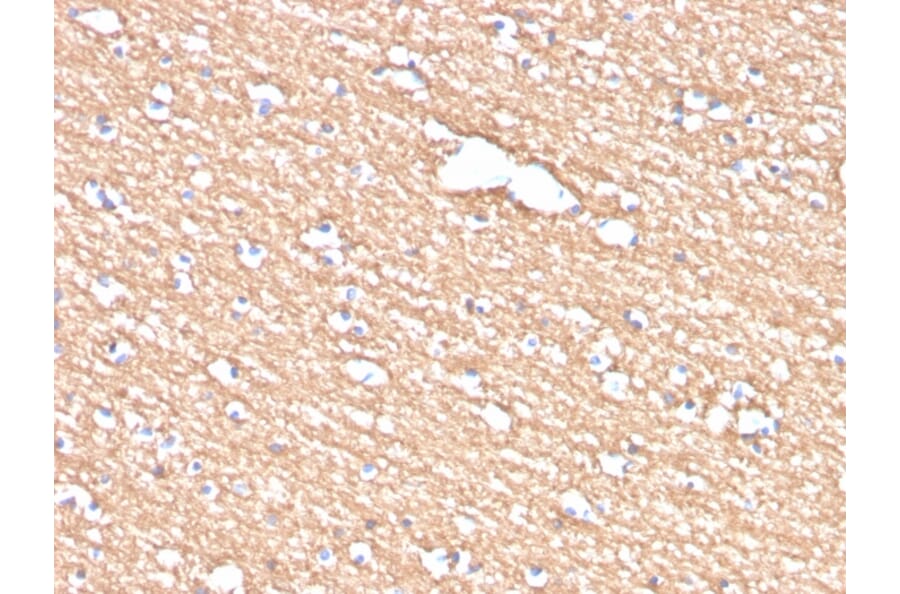 Immunohistochemistry - Anti-Myelin PLP Antibody [PLP1/4259] - BSA and Azide free (A252817) - Antibodies.com