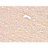 Immunohistochemistry - Anti-Myelin PLP Antibody [PLP1/4259] - BSA and Azide free (A252817) - Antibodies.com