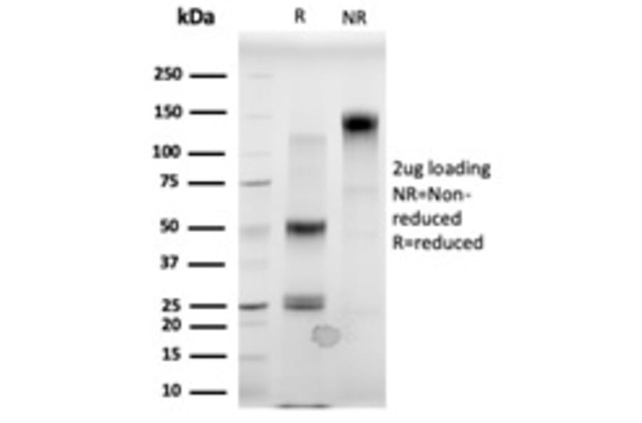 SDS-PAGE - Anti-MBD3 Antibody [PCRP-MBD3-1C4] - BSA and Azide free (A252819) - Antibodies.com