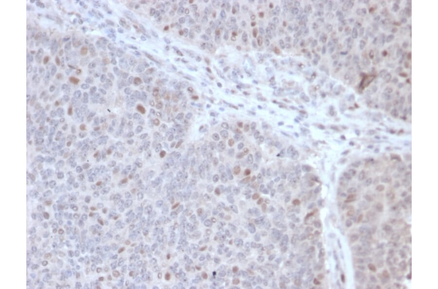 Immunohistochemistry - Anti-CHRAC17 Antibody [PCRP-POLE3-2F10] - BSA and Azide free (A252821) - Antibodies.com