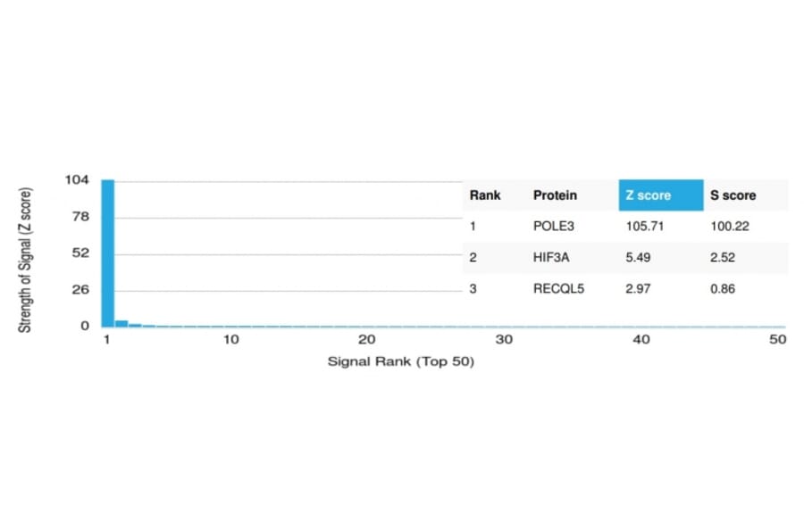 Protein Array - Anti-CHRAC17 Antibody [PCRP-POLE3-2F10] - BSA and Azide free (A252820) - Antibodies.com