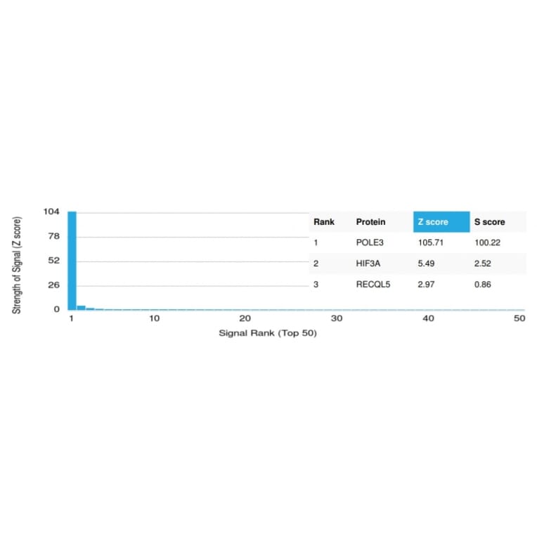 Protein Array - Anti-CHRAC17 Antibody [PCRP-POLE3-2F10] - BSA and Azide free (A252820) - Antibodies.com