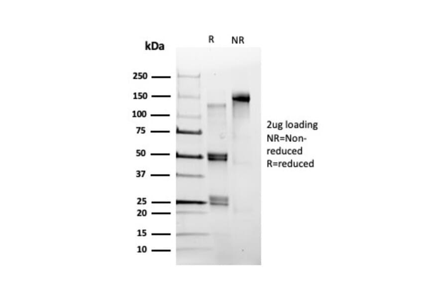 SDS-PAGE - Anti-CHRAC17 Antibody [PCRP-POLE3-2F10] - BSA and Azide free (A252821) - Antibodies.com