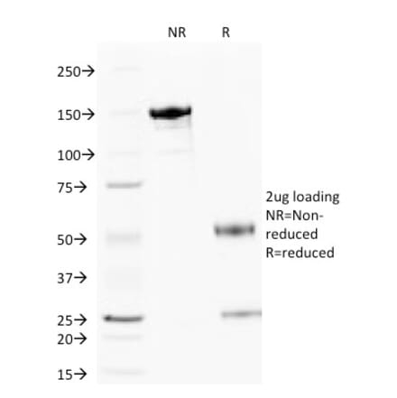 SDS-PAGE - Anti-Cytochrome C Antibody [6H2.B4] - BSA and Azide free (A252822) - Antibodies.com