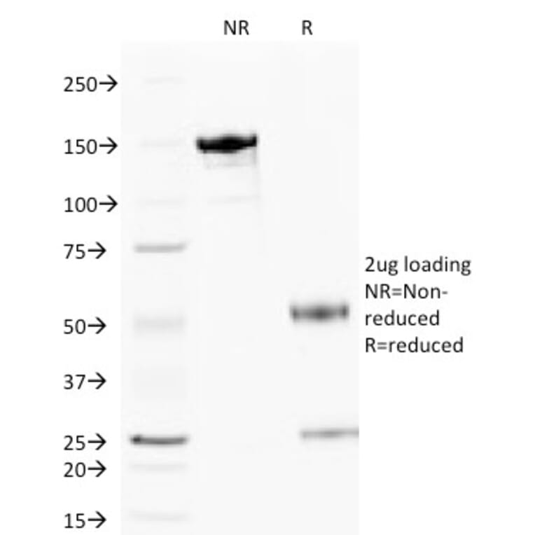 SDS-PAGE - Anti-Cytochrome C Antibody [6H2.B4] - BSA and Azide free (A252822) - Antibodies.com