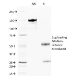 SDS-PAGE - Anti-Cytochrome C Antibody [6H2.B4] - BSA and Azide free (A252822) - Antibodies.com