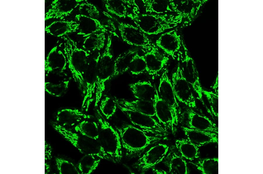 Immunofluorescence - Anti-Cytochrome C Antibody [6H2.B4] - BSA and Azide free (A252822) - Antibodies.com