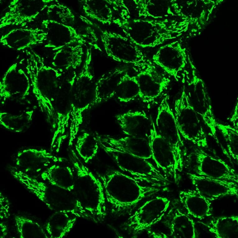 Immunofluorescence - Anti-Cytochrome C Antibody [6H2.B4] - BSA and Azide free (A252822) - Antibodies.com