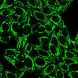 Immunofluorescence - Anti-Cytochrome C Antibody [6H2.B4] - BSA and Azide free (A252822) - Antibodies.com