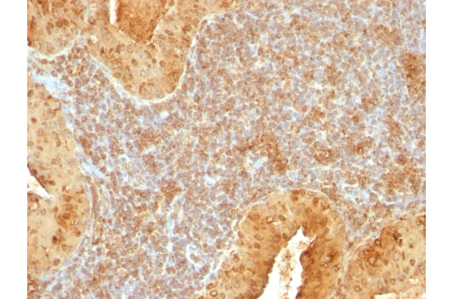 Immunohistochemistry - Anti-Cytochrome C Antibody [7H8.2C12] - BSA and Azide free (A252823) - Antibodies.com