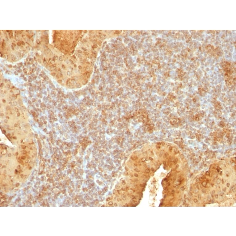 Immunohistochemistry - Anti-Cytochrome C Antibody [7H8.2C12] - BSA and Azide free (A252823) - Antibodies.com
