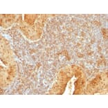 Immunohistochemistry - Anti-Cytochrome C Antibody [7H8.2C12] - BSA and Azide free (A252823) - Antibodies.com
