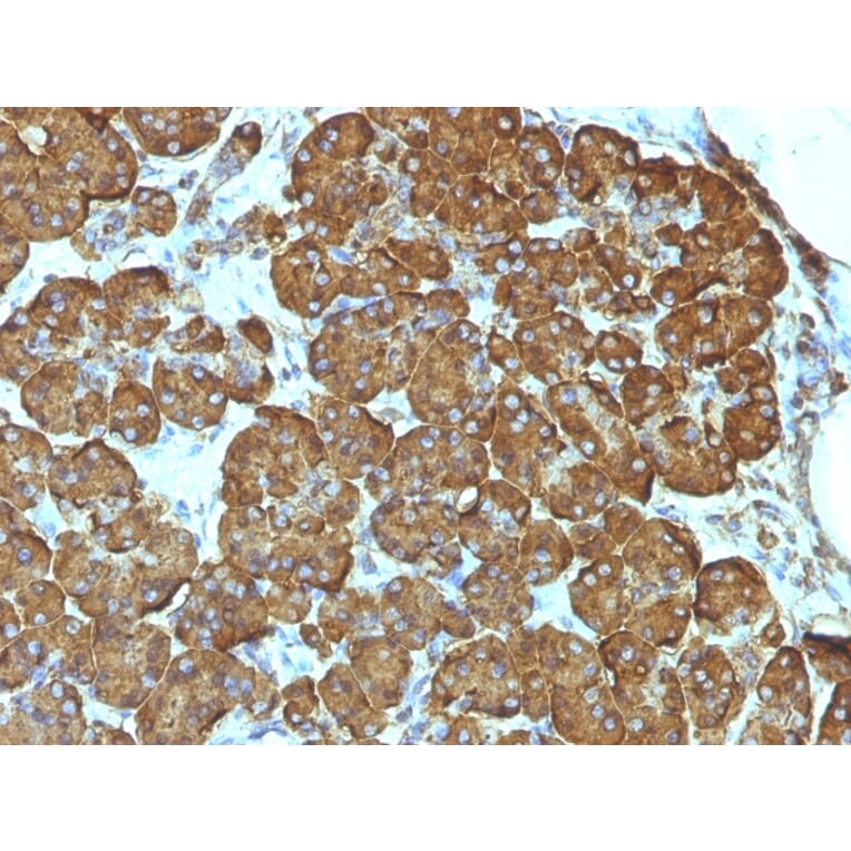 Immunohistochemistry - Anti-Cytochrome C Antibody [7H8.2C12] - BSA and Azide free (A252822) - Antibodies.com