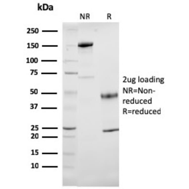 SDS-PAGE - Anti-Cytochrome C Antibody [7H8.2C12] - BSA and Azide free (A252823) - Antibodies.com