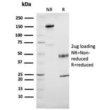 SDS-PAGE - Anti-Cytochrome C Antibody [7H8.2C12] - BSA and Azide free (A252823) - Antibodies.com