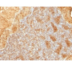 Immunohistochemistry - Anti-Cytochrome C Antibody [SPM389] - BSA and Azide free (A252824) - Antibodies.com