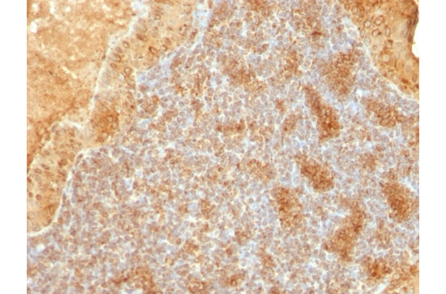 Immunohistochemistry - Anti-Cytochrome C Antibody [SPM389] - BSA and Azide free (A252824) - Antibodies.com