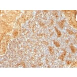 Immunohistochemistry - Anti-Cytochrome C Antibody [SPM389] - BSA and Azide free (A252824) - Antibodies.com