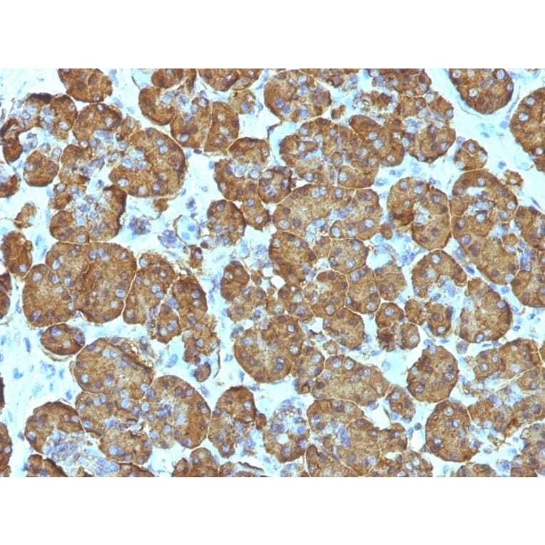 Immunohistochemistry - Anti-Cytochrome C Antibody [SPM389] - BSA and Azide free (A252823) - Antibodies.com