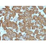 Immunohistochemistry - Anti-Cytochrome C Antibody [SPM389] - BSA and Azide free (A252823) - Antibodies.com