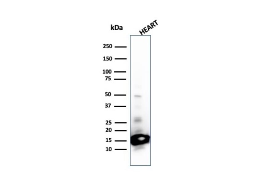 Western Blot - Anti-Cytochrome C Antibody [SPM389] - BSA and Azide free (A252824) - Antibodies.com